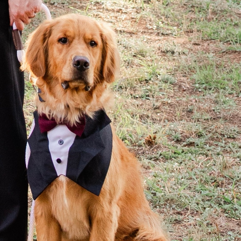 Dog Formal Tuxedo vest with Bow Tie